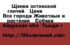 Щенки эстонской гончей › Цена ­ 7 000 - Все города Животные и растения » Собаки   . Амурская обл.,Тында г.